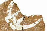 Ordovician Kukersite Oil Shale w/ Bryozoan & Trilobite Fossils #368965-1